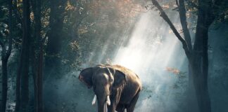 Ile kosztują bilety do Tajlandii?