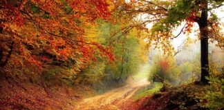 Czy w Polsce można spać w lesie?