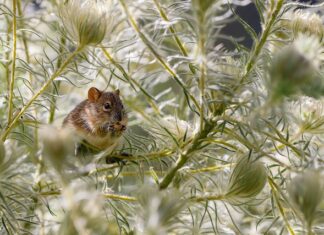 Co zrobić gdy ugryzie cię szczur? Co zrobić gdy ugryzie cię szczur?
