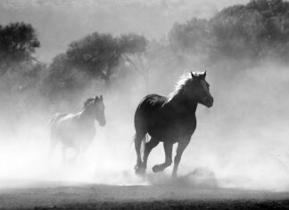 Czy policjant może palić na służbie? Czy policjant może palić na służbie?