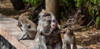 Jak długo trwa lot na Mauritius?