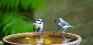 Jak się mówi po chorwacku dzień dobry?